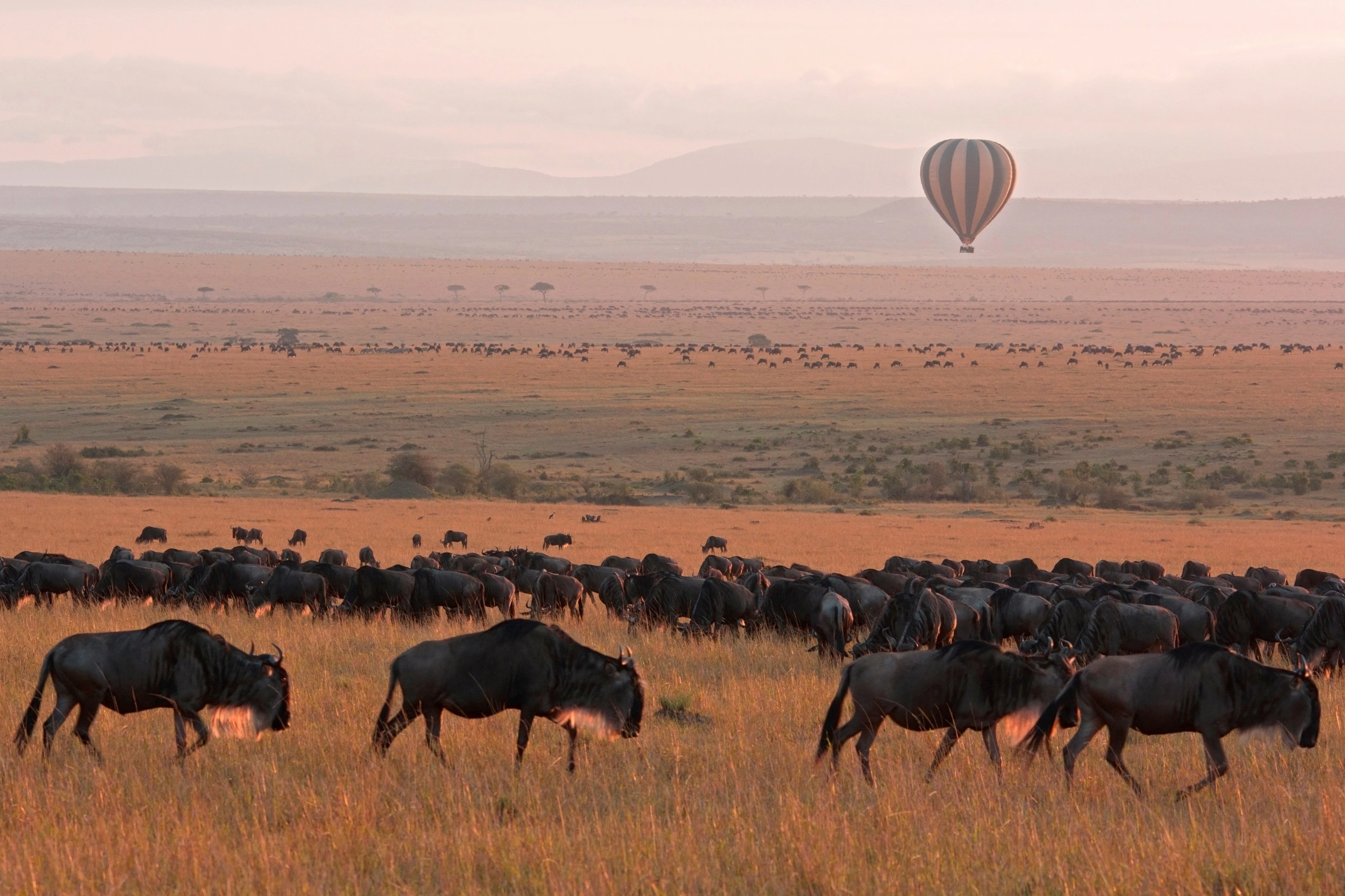 Masai_Mara[1].webp